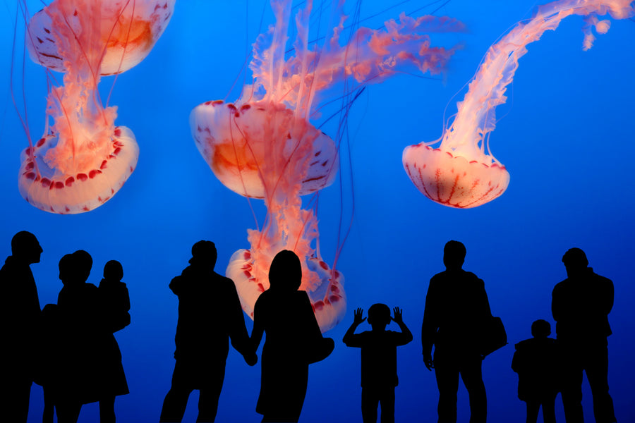 12 Incredible Facts About Jellyfish